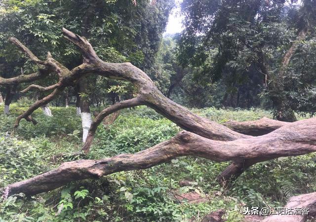 泸州张坝我写的不一样——龙眼树的故乡，酒城长江边独有的风景线