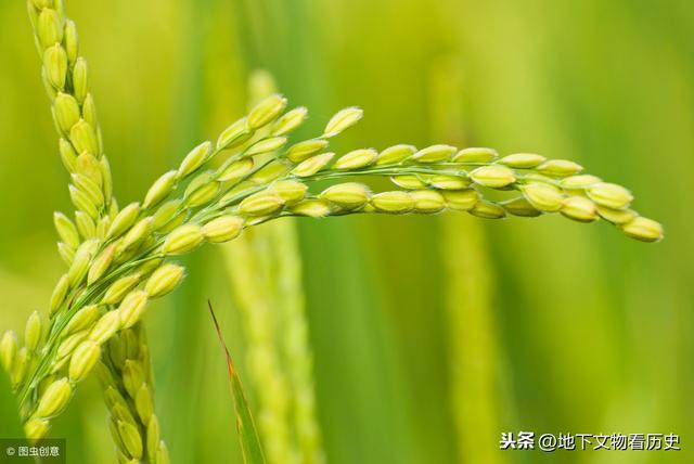 从野生稻到巨型稻——水稻起源、演变与传播